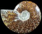 Polished, Agatized Ammonite (Cleoniceras) - Madagascar #54723-1